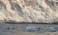Dofins mulars al voltant d'Ifac
